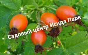 Шиповник Пальчик