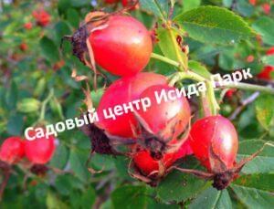 Шиповник Василий Иванович