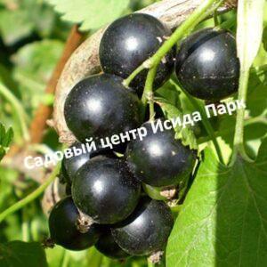 Смородина черная Геркулес