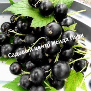Смородина черная Илья Муромец