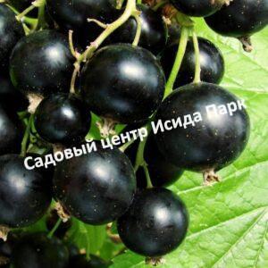 Смородина черная Искушение