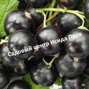 Смородина черная Катюша