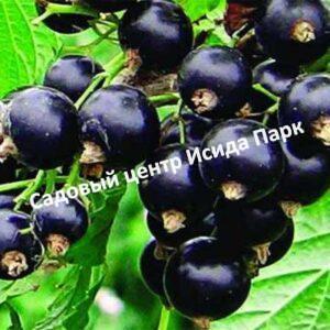 Смородина черная Русалка