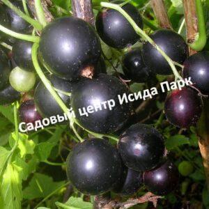 Смородина черная Синегорье