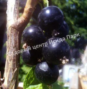 Смородина черная Тамерлан