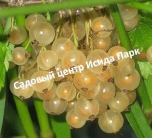 Смородина Минусинская белая