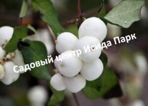 Снежноягодник белый Слабоветвящийся