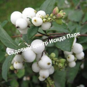 Снежноягодник Мэджикал Галакси
