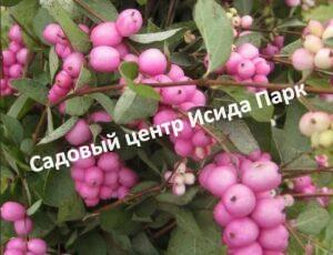 Снежноягодник Вариегатус