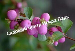 Снежноягодник западный Розовоплодный