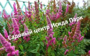 Спирея Билларда