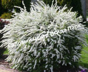 Спирея Грефшейм