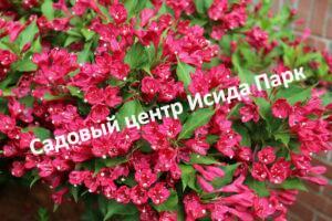 Вейгела Дебюсси