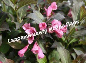 Вейгела Эльвира