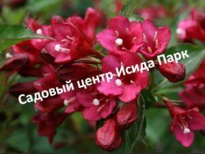 Вейгела Ева Ратке