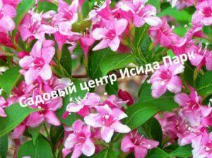 Вейгела Фиери Лемуан