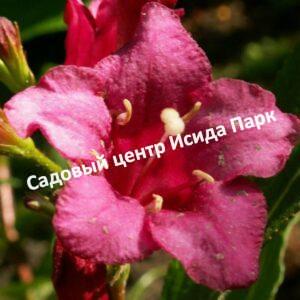 Вейгела Люцифер