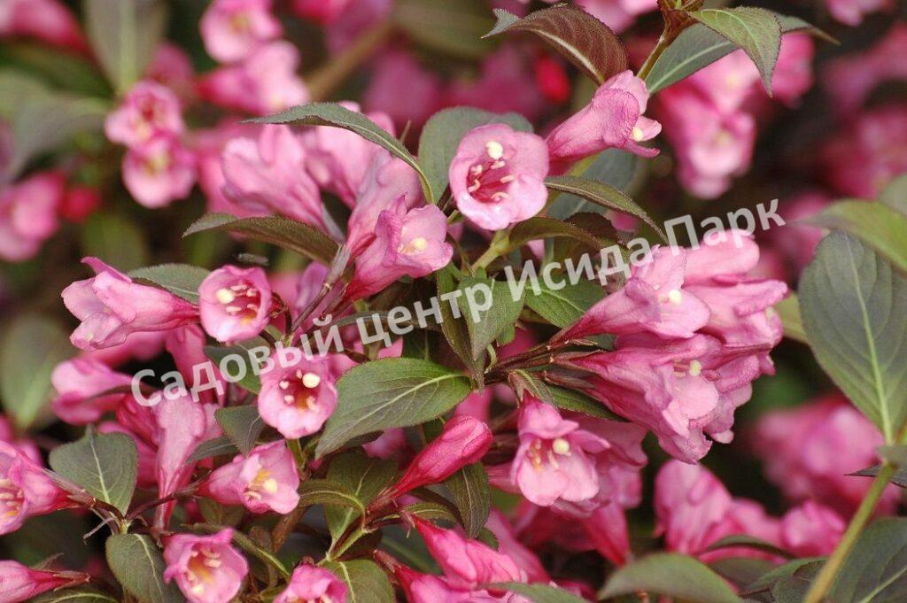 Вейгела Марк Телье
