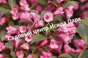 Вейгела Марк Телье