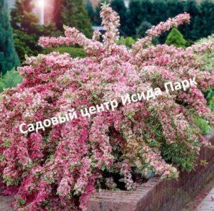 Вейгела Нана Вариегата