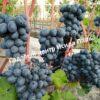 Виноград Руслан 1