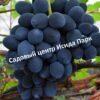 Виноград Сфинкс 1