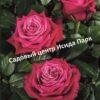 Роза чайно-гибридная Адмирал 2