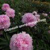 Пион травянистый Пинк Джайнт 3