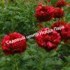Пион гибридный Кэрол 3