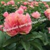 Пион травянистый Лоис Чойс 4