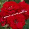 Роза кустовая Аделаида Худлесс 4