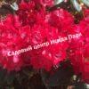 Рододендрон Владислав Ягелло 4