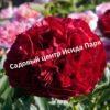 Пион гибридный Кэрол 4