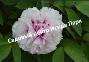 Пион древовидный Персик под снегом