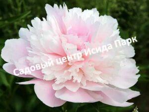 Пион травянистый Алерти