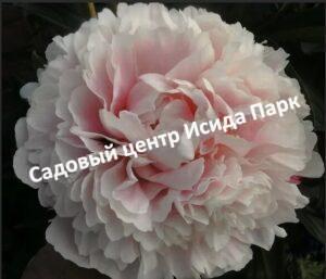 Пион травянистый Баронесса Шредер