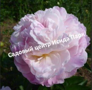 Пион травянистый Бланш Квин