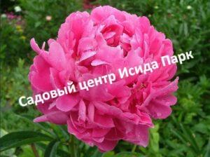 Пион травянистый Варенька
