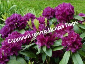 Рододендрон Азурро