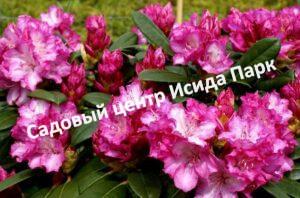 Рододендрон Блюретта
