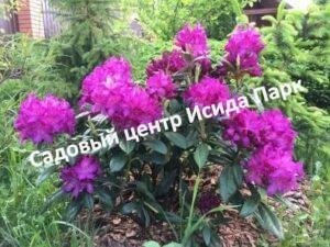 Рододендрон Болеслав Храбрый