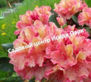 Рододендрон Бразилия