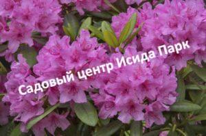 Рододендрон Гаага