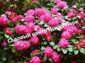 Рододендрон Германия