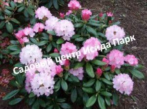 Рододендрон Владислав Локитек