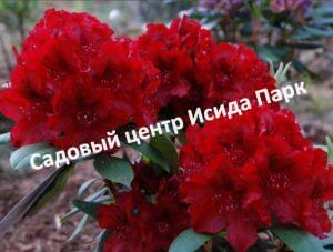 Рододендрон Владислав Ягелло