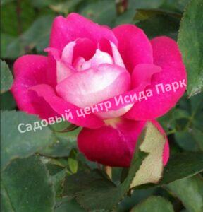 Роза чайно-гибридная Акапелла