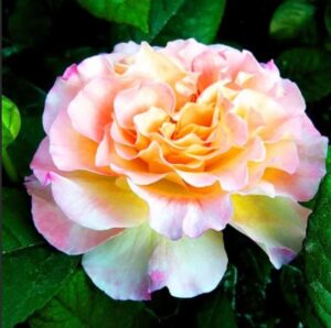 Роза чайно-гибридная Акварель