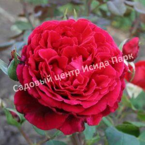 Роза чайно-гибридная Алан Сушон