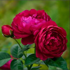 Роза чайно-гибридная Аскот